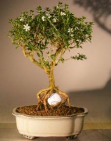 Flowering Mount Fuji Serissa - With Golf Ball
(serissa foetida)