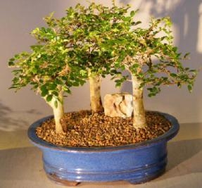 Chinese Elm Bonsai Tree - Aged
Three (3) Tree Forest Group
(ulmus parvifolia)