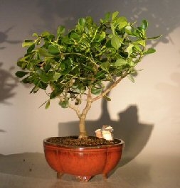 Flowering Tropical Dwarf Apple Bonsai Tree
Extra Large
(clusia rosea 'nana')