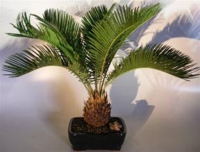 Sago Palm Bonsai Tree
(cycas revoluta)