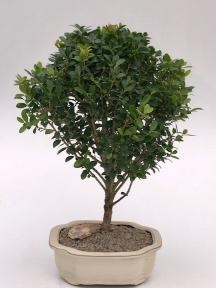 Dwarf Japanese Holly Bonsai Tree
(ilex crenata 'piccolo')