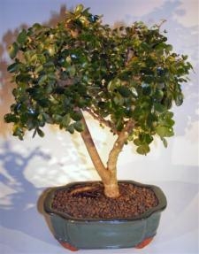 Flowering Campeche Bonsai Tree - Large
(haematoxylum campechianum)