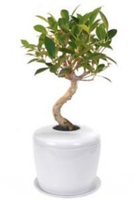Ficus Retusa Curved Trunk Bonsai Tree &
Porcelain Ceramic Cremation Urn
with Matching Humidity / Drip Tray