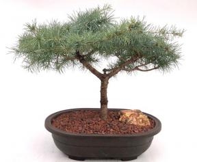 Deodar Cedar 'Snow Sprite' Bonsai Tree
(cedrus deodara)