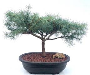 Deodar Cedar 'Snow Sprite' Bonsai Tree
(cedrus deodara)