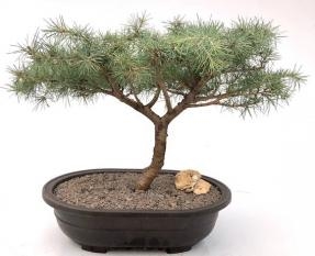 Deodar Cedar 'Snow Sprite' Bonsai Tree
(cedrus deodara)