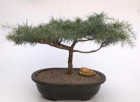 Deodar Cedar 'Snow Sprite' Bonsai Tree
(cedrus deodara)