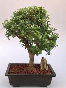 Baby Jade Bonsai Tree
(Portulacaria Afra)