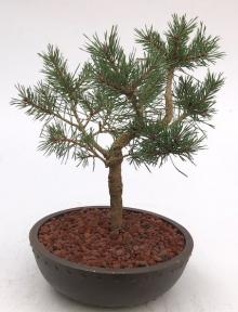 Mugo Pine Bonsai Tree
(pinus mugo 'valley cushion')