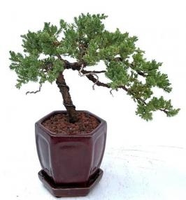 Juniper Bonsai Tree - Trained in Jin Style
(juniper procumbens nana)