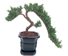 Juniper Bonsai Tree - Trained
(juniper procumbens nana)