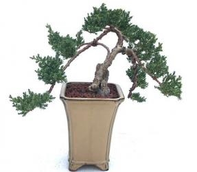 Juniper Bonsai Tree - Trained
(juniper procumbens nana)