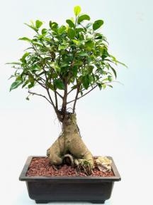 Ginseng Ficus Bonsai Tree
(ficus retusa)