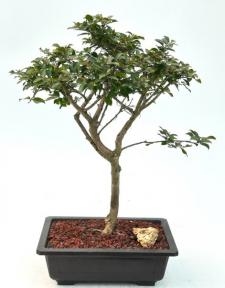 Flowering Razzle Dazzle Crape Myrtle Bonsai Tree
(Lagerstroemia 'Gamad I')