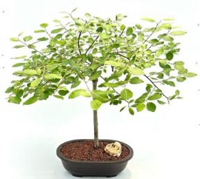 Flowering Weeping Pussy Willow Bonsai Tree
(salix caprea 'pendula')