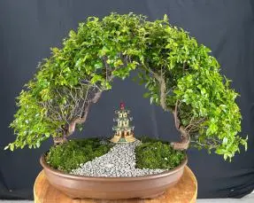 Flowering Sweet Plum Bonsai Tree Double Tree Arch Planting (sageretia theezans)