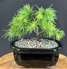 Prostrate Beauty Deodar Cedar Bonsai Tree - Small (cedrus deodara 'prostrate beauty')