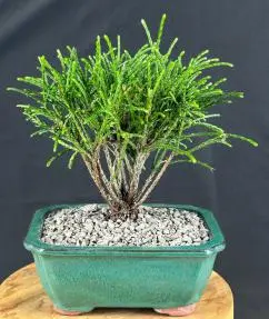Western Red Cedar Bonsai Tree - Small (Thuja plicata 'Whipcord')