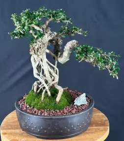 Semi Cascading Sam Mountain Bonsai Tree Commonly Known in Vietnamese as "cây sam núi" (Antidesma acidum)