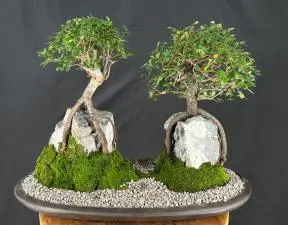 Chinese ElmRoot Over Rock Forest Group (ulmus parvifolia)