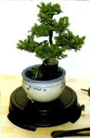 Bonsai Turntable Indoor or Outdoor - 6" Round Diameter