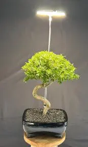 SunBlaster Halo 360 LED Plant Light