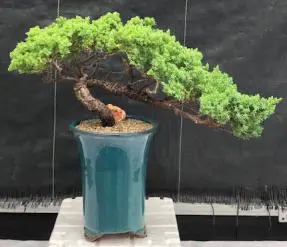 Juniper Bonsai Tree - Trained Semi Cascade (juniper procumbens nana)