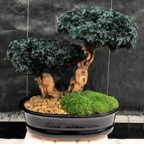 Monterey Juniper Double Trunk Preserved Bonsai Tree (Preserved - Not a Living Tree)