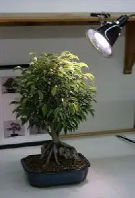 Grow Light Kit - 60 Watt