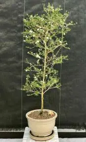 Flowering Mount Fuji Serissa Bonsai Tree (serissa foetida)