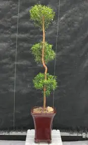 Flowering Myrtle Bonsai Tree Pom Pom Style (myrtus communis)