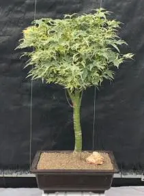 Butterfly Japanese Maple Bonsai Tree (Acer palmatum Butterfly )