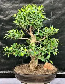 Ficus Retusa Bonsai Tree Tiered Branching (ficus retusa)