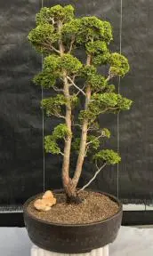 Hinoki Cypress Bonsai Tree - Pom-Pom Style (chamecyparis obtusa 'Nana Gracilis')