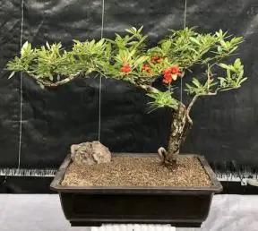 Flowering Pyracantha Bonsai Tree - Semi Cascade (pyracantha 'mohave')