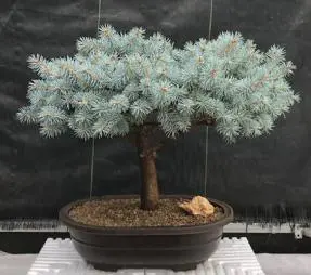 Globe Blue Spruce Bonsai Tree (picea pungens 'Globosa')