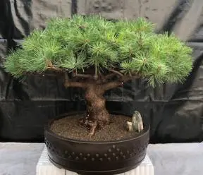 Japanese Red Pine Bonsai Tree (Pinus Densiflora 'Jane Kluis')