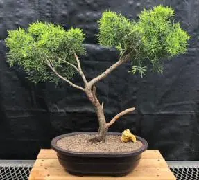 Golden Joy Shimpaku Bonsai Tree Trained in Jin Style (juniperus pfitzeriana)