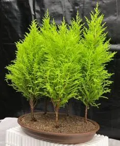 Lemon Cypress Bonsai Tree Five Tree Forest Group (cupressus macrocarpa)