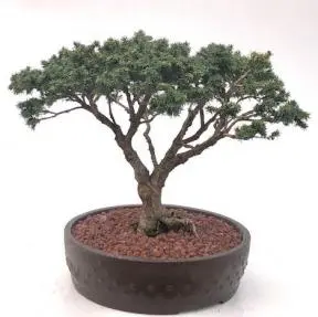 Bird's Nest Spruce Bonsai Tree (Picea abies 'Nidiformis')