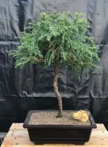 Dwarf Japanese Cedar Bonsai Tree (Cryptomeria japonica 'Globosa Nana')