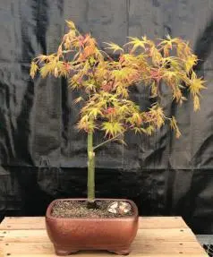 Coral Magic Japanese Maple Bonsai Tree (Acer palmatum Coral Magic)