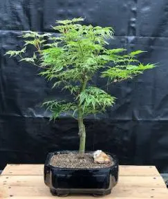 Dwarf Japanese Maple Bonsai Tree (acer palmatum 'Ikandi')