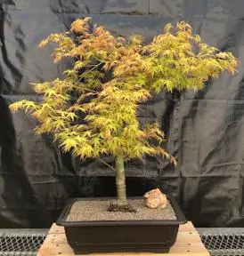 Dwarf Japanese Maple Bonsai Tree (Acer Palmatum Katsura Hime)