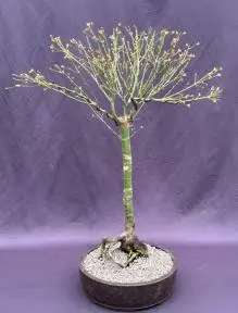 Butterfly Japanese Maple Bonsai Tree (Acer palmatum Butterfly)