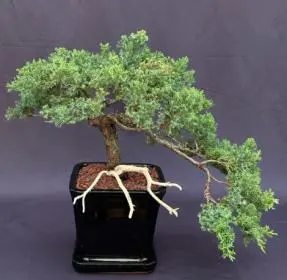 Juniper Bonsai Tree - Cascade Trained in Jin Style (juniper procumbens nana)