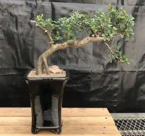 Chinese Elm Bonsai Tree - Semi Cascade Style (ulmus parvifolia)9