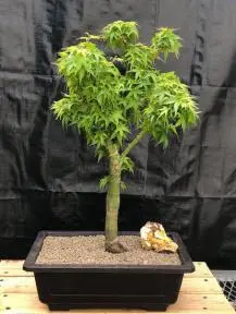 Dwarf Japanese Maple Bonsai Tree (Acer palmatum 'Akita yatsubusa')