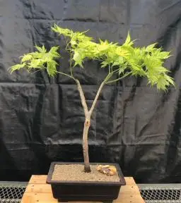 Variegated Japanese Green Maple Bonsai Tree (acer palmatum)
