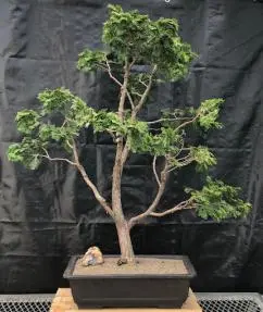 Dwarf Hinoki Cypress Bonsai Tree Pom - Pom Style (chamecyparis "gracillis")